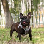 EXPAWLORER Classic Plaid Puppy Harness - Small Dog Harness and Leash Set - Dog Collar and Leash Set with AirTag Holder, Soft Padded Step in Dog Vest Harness No Pull Reflective for Outdoor, Grey XS