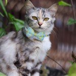 EXPAWLORER Cute Cat Collar with Bells - 2 Pack Cat Collar Breakaway, Cat Bandana Collar Cat Bowtie Collar for Girl Boy Cats, Adjustable Fruit Kitten Collar for Female Male Cats, Banana
