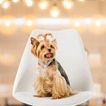 EXPAWLORER Cute Dog Necklace - Rhinestone Dog Collar, Soft Velvet Collar for Girl Boy Cats Dogs, Sparkling Pet Neck Decoration, Adjustable Pet Collar for Puppies Cats Small Medium Dogs, Brown S