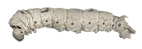 Premium Live Silkworms for Reptiles and Fish