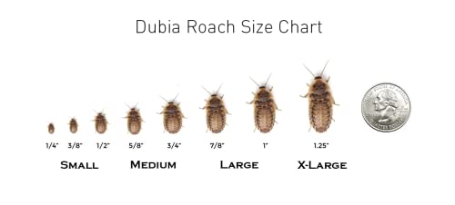 Organic Gut Loaded Dubia Roaches for Reptiles