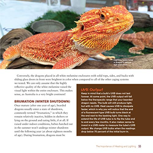 Bearded Dragon Care Guide: Expert Tips Inside