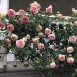 Eden Climber® Heirloom Pink Rose Plant
