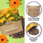 Calendula ‘Pacific Beauty Mix’ Wildflower Seeds Packet