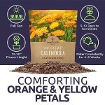 Calendula ‘Pacific Beauty Mix’ Wildflower Seeds Packet