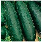 50 Heirloom Marketmore 76 Cucumber Seeds