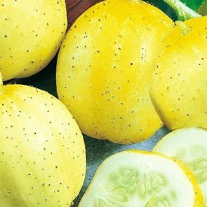 Lemon Cucumber Seeds – 50 Non-GMO Heirloom Seeds