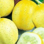 Lemon Cucumber Seeds – 50 Non-GMO Heirloom Seeds