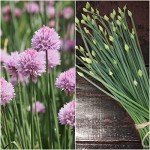 Chives Seed Collection: Garlic & Common Varieties
