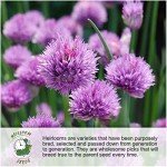 Chives Seed Collection: Garlic & Common Varieties