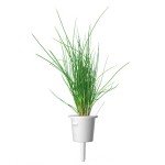 Chives Plant Pods for Click and Grow Garden