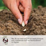 Chives Seed Collection: Garlic & Common Varieties