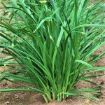 Hardy Garlic Chives Live Plant - 4 Inch Tall