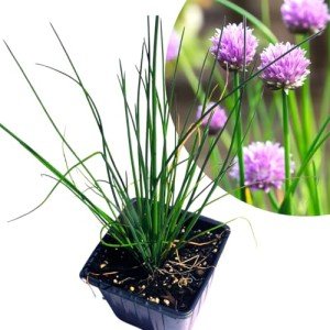 Organic Chives Plant in 2.5-Inch Pot for Gardens