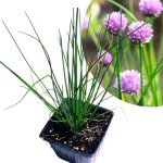 Organic Chives Plant in 2.5-Inch Pot for Gardens