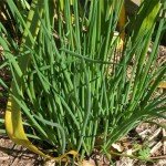 Hardy Garlic Chives Live Plant - 4 Inch Tall