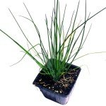 Organic Chives Plant in 2.5-Inch Pot for Gardens