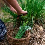Hardy Garlic Chives Live Plant - 4 Inch Tall