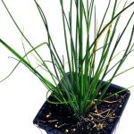 Organic Chives Plant in 2.5-Inch Pot for Gardens