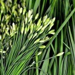 Hardy Garlic Chives Live Plant - 4 Inch Tall