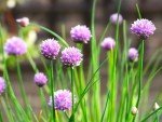 Organic Chives Plant in 2.5-Inch Pot for Gardens