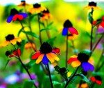 Rainbow Black-Eyed Susan Seeds - Attract Butterflies