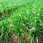 Hardy Garlic Chives Live Plant - 4 Inch Tall