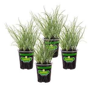 Bonnie Plants Onion Chives - 4 Pack Live Perennials