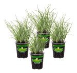 Bonnie Plants Onion Chives - 4 Pack Live Perennials