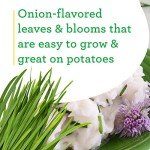 Bonnie Plants Onion Chives - 4 Pack Live Perennials