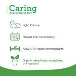 Bonnie Plants Onion Chives - 4 Pack Live Perennials