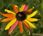 Rainbow Black-Eyed Susan Seeds - Attract Butterflies