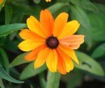 Rainbow Black-Eyed Susan Seeds - Attract Butterflies
