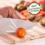 Organic Cherry Tomato Windowsill Planter Kit