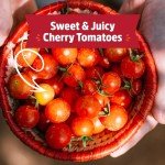 Organic Cherry Tomato Windowsill Planter Kit