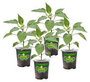 Green Bell Pepper Plants - 4 Pack, Non-GMO