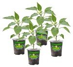 Green Bell Pepper Plants - 4 Pack, Non-GMO