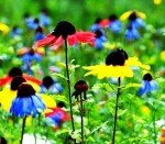Rainbow Black-Eyed Susan Seeds - Attract Butterflies