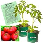 Big Boy Tomato Plants - Two Live Non-GMO Plants