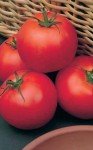 Big Boy Tomato Plants - Two Live Non-GMO Plants