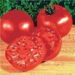 Big Boy Tomato Plants - Two Live Non-GMO Plants