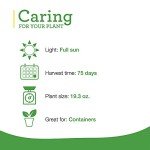 Green Bell Pepper Plants - 4 Pack, Non-GMO