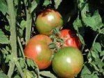 Big Boy Tomato Plants - Two Live Non-GMO Plants