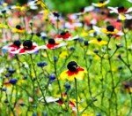 Rainbow Black-Eyed Susan Seeds - Attract Butterflies