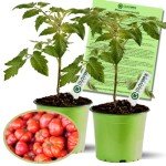 Beefsteak Tomato Plants - Live Non-GMO Duo