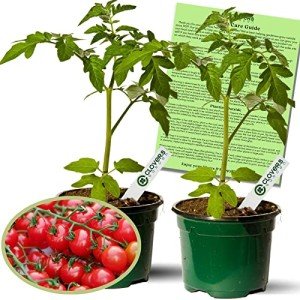 Sweet 100 Tomato Plants – 2 Live Non-GMO Plants