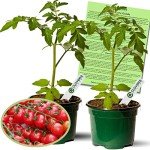 Sweet 100 Tomato Plants – 2 Live Non-GMO Plants