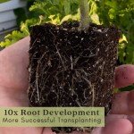 Beefsteak Tomato Plants - Live Non-GMO Duo