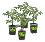 Husky Cherry Red Tomato Plants - 4 Pack
