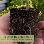 Sweet 100 Tomato Plants – 2 Live Non-GMO Plants